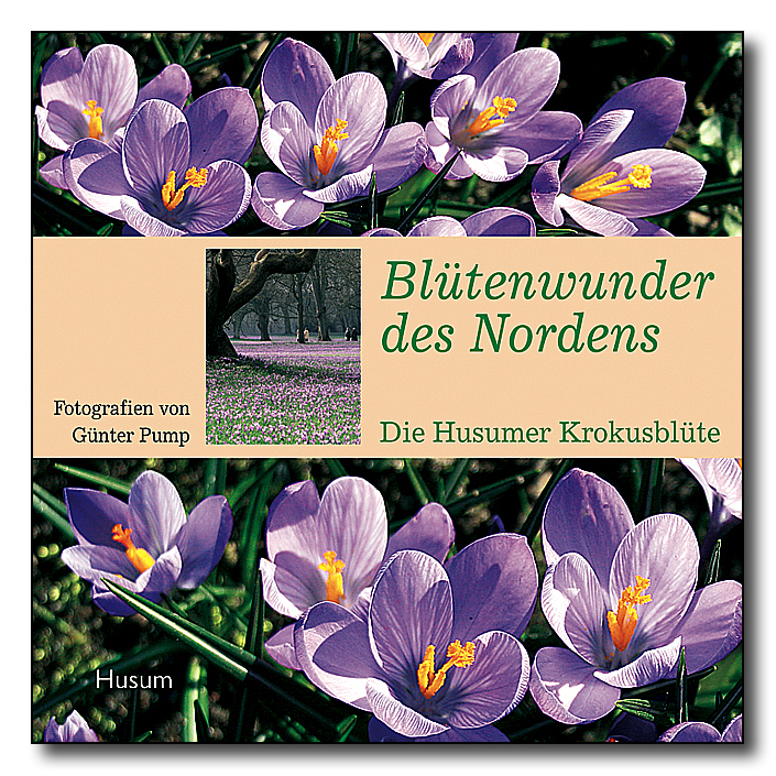 Blütenwunder des Nordens - Die Husumer Krokusblüte